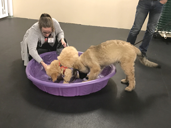 Puppy Confidence Building